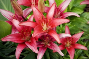 Red Lilies Flowers2197912983 300x200 - Red Lilies Flowers - Tulips, Lilies, Flowers